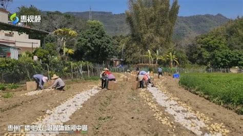 惠東稔山鎮